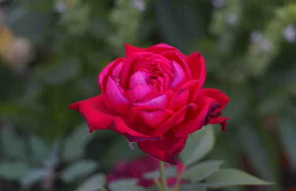 Una Rosa Roja Floreció Jardín —  Fotos de Stock