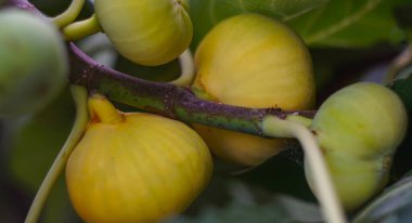                                  Bahçedeki incir dalında olgunlaşmış sarı incirler