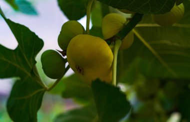                                Bahçedeki incir dalında olgunlaşmış sarı incirler    