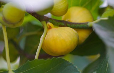                                   Bahçedeki incir dalında olgunlaşmış sarı incirler