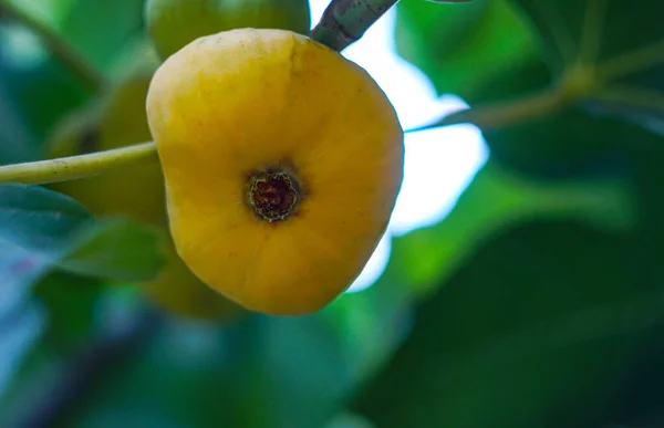 Higos Amarillos Maduros Una Rama Higo Jardín —  Fotos de Stock