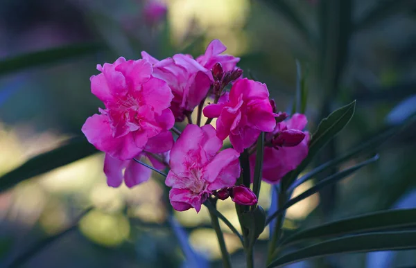 stock image                                The pink willow flower is blooming