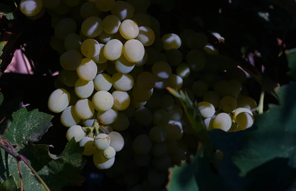White Grapes Garden Ripe — Stock Photo, Image