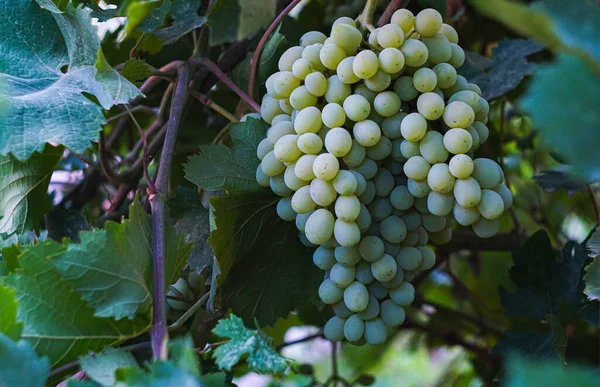 Les Raisins Blancs Dans Jardin Sont Mûrs — Photo