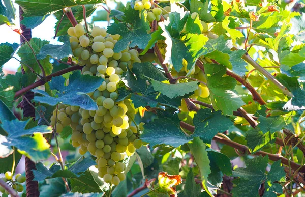 Białe Winogrona Ogrodzie Dojrzałe — Zdjęcie stockowe
