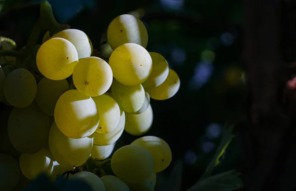 花园里的白葡萄熟了 — 图库照片