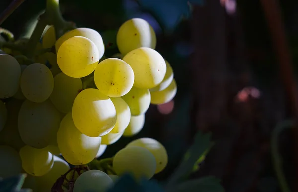 Білі Виногради Саду Стиглі — стокове фото
