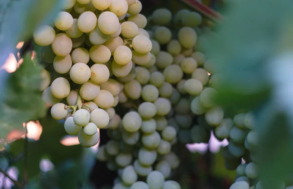White Grapes Garden Ripe — Stock Photo, Image