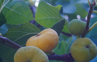                                İncir dalında olgunlaşmış sarı incirler