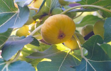                                      İncir dalında olgunlaşmış sarı incirler