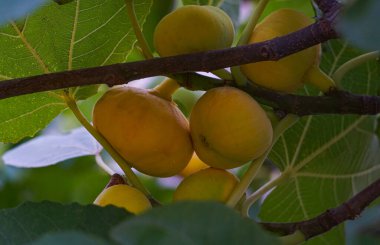                                   İncir dalında olgunlaşmış sarı incirler