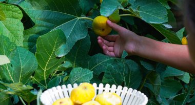                                Bir kızın eli bahçede incir topluyor.