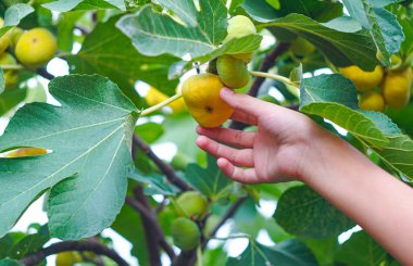                                Bir kızın eli bahçede incir topluyor.