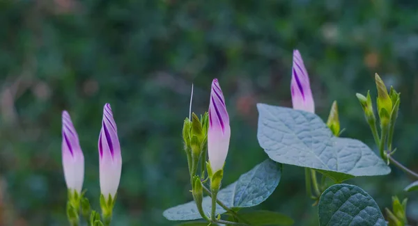 Бураманські Дзвони Саду Відкриваються — стокове фото