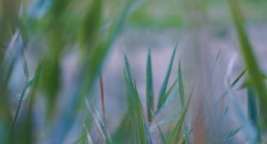                                yeşil çim bokeh arka plan