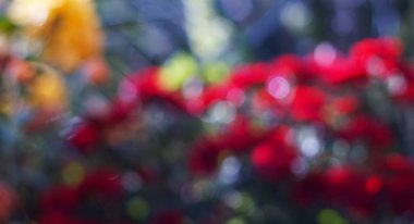                                 Kırmızı çiçek bokeh arkaplan dokusu