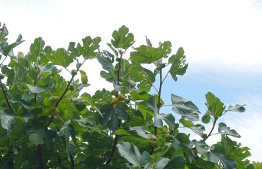                                İncir dalındaki sarı incirler olgunlaşmış.