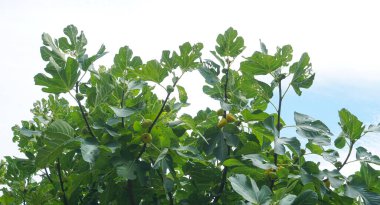                                      İncir dalındaki sarı incirler olgunlaşmış.