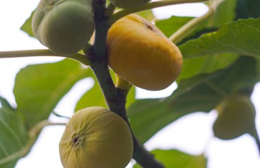                                İncir dalındaki sarı incirler olgunlaşmış.