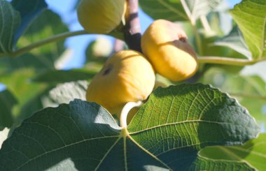                                Olgun incirler incir dallarında sararır.