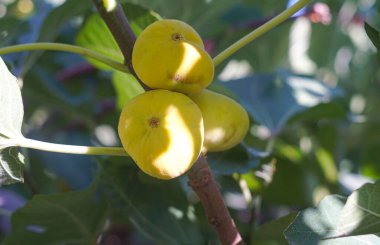 Olgun incirler incir dallarında sararır.