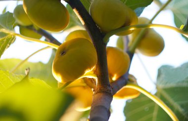                                Bahçedeki dallardaki sarı incirler olgunlaştı.
