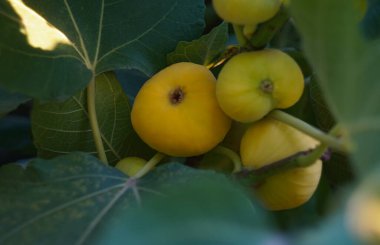                                Bahçedeki dallardaki sarı incirler olgunlaştı.