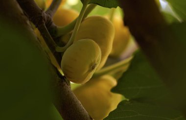                                 Bahçedeki dallardaki sarı incirler olgunlaştı.