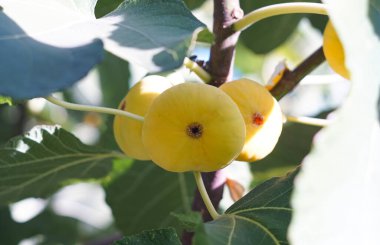                                 Bahçedeki dallardaki sarı incirler olgunlaştı.