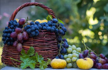                                Sepete çeşitli üzüm ve meyveler konur.