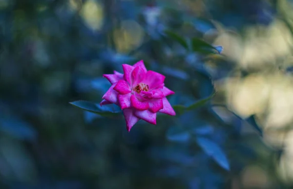 花园里盛开一朵粉红的玫瑰 — 图库照片