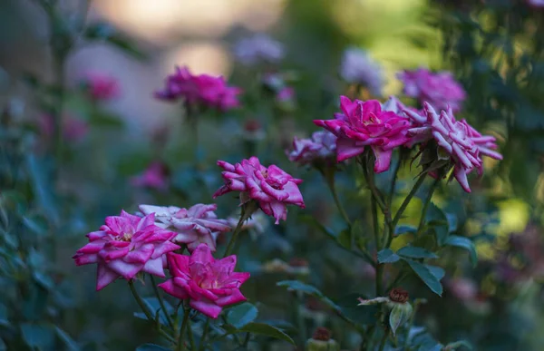 Una Rosa Floreció Jardín —  Fotos de Stock
