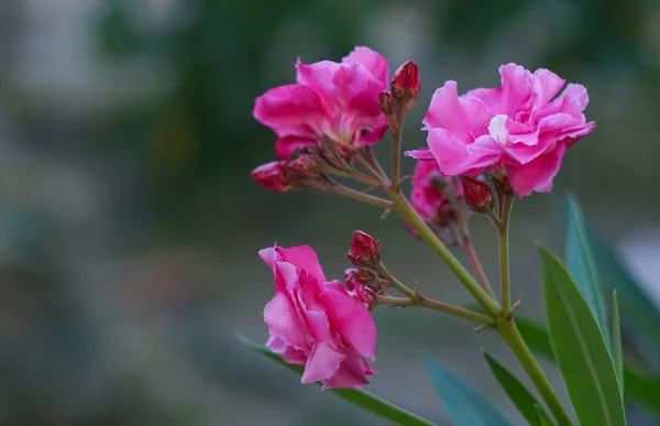 Ένα Ροζ Τριαντάφυλλο Άνθισε Στον Κήπο — Φωτογραφία Αρχείου