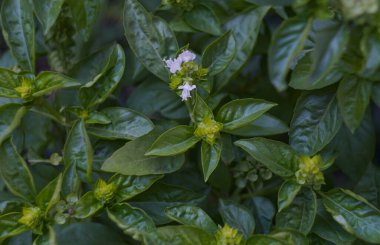                                Bitki yaprakları yoğun bir şekilde yerde bulunur.