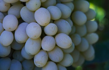                                Asmadan sarkan beyaz üzümler