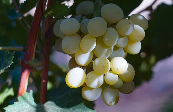 Des Raisins Blancs Sont Suspendus Vigne — Photo