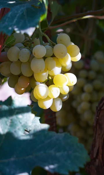 stock image                                 White grapes are hanging from the vine