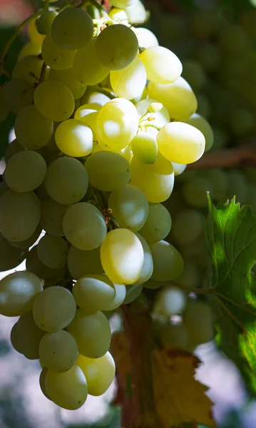 Uvas Brancas Estão Penduradas Videira — Fotografia de Stock