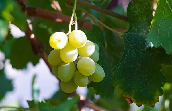 Des Raisins Blancs Sont Suspendus Vigne — Photo