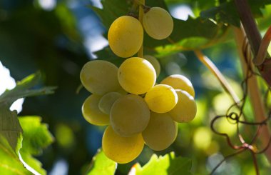                                Asmadan sarkan beyaz üzümler