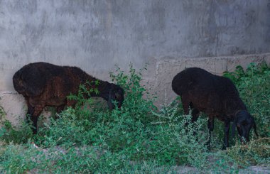                           Black rams are grazing in front of the house