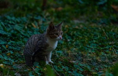                                Bahçede gri bir kedi oturuyor.