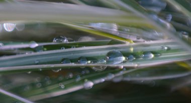                          Çimen yaprağına su damlasının Bokeh fotoğrafı