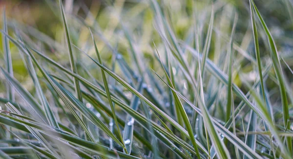 stock image                                Bokeh photo of water drop on grass