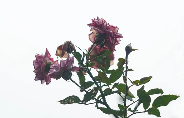 Une Rose Mourante Fut Laissée Sous Pluie — Photo