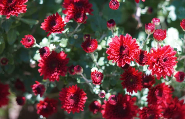                                Kırmızı papatya çiçeklerinin Bokeh fotoğrafı