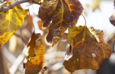                                Sarı yapraklar bir ağaç dalında asılı.