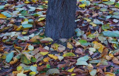                                Ortasında, ağacın gövdesi sarı yapraklarla çevrili.
