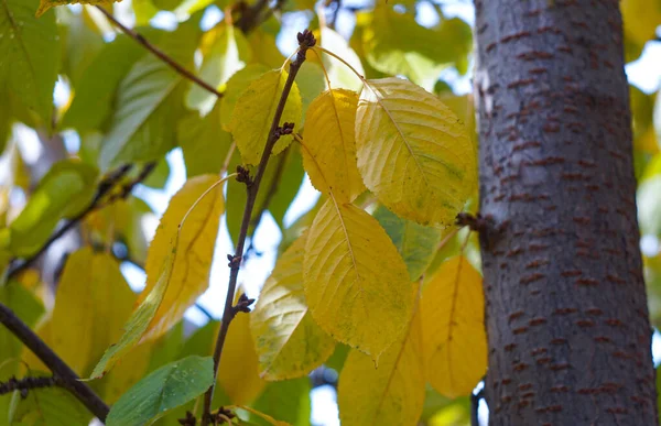 Żółte Liście Wiszące Gałęzi Drzewa — Zdjęcie stockowe