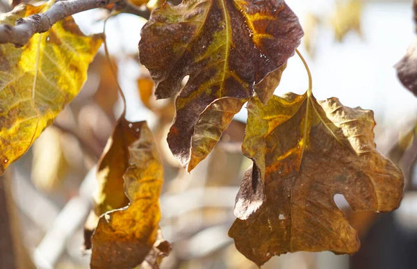                                Sarı yapraklar bir ağaç dalında asılı.